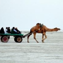 CAMEL KART RIDING